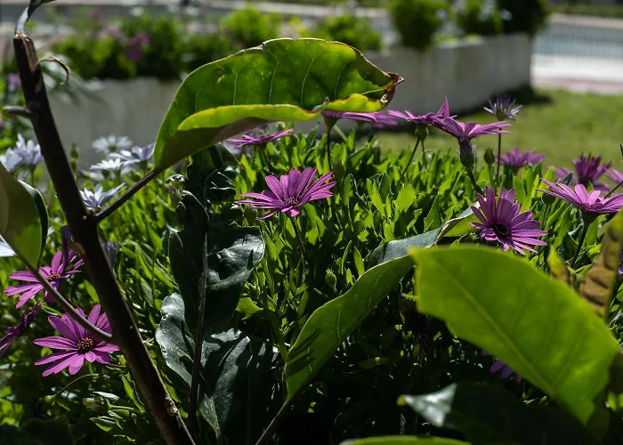 Apartamento Aloha Torres *