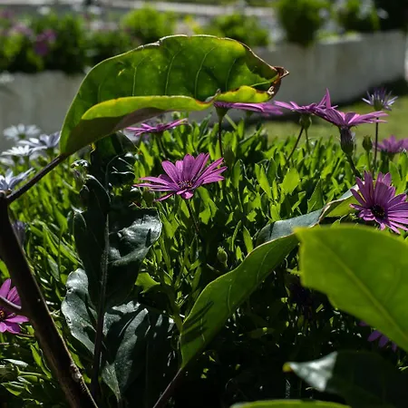 Apartment Aloha Torres *